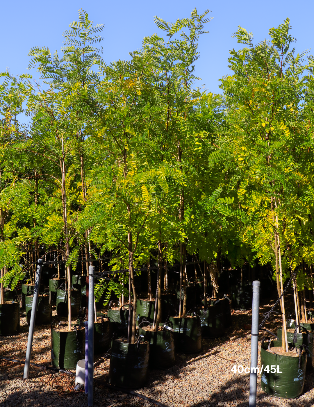 Robinia pseudoacacia ‘Frisia’ – Golden Robinia Tree - Evergreen Trees Direct