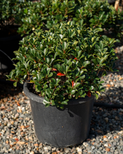 Rhaphiolepis indica ‘Spring Pearl’ – Spring Pearl Indian Hawthorn