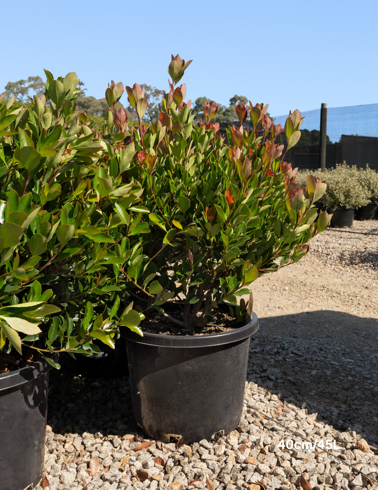 Rhaphiolepis ‘Little Bliss’ – Little Bliss Indian Hawthorn