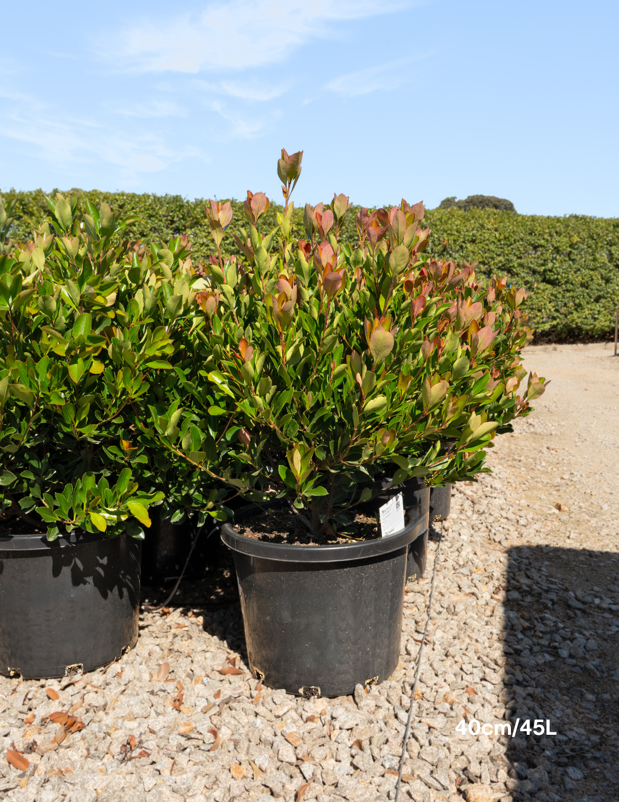 Rhaphiolepis ‘Little Bliss’ – Little Bliss Indian Hawthorn