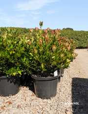 Rhaphiolepis ‘Little Bliss’ – Little Bliss Indian Hawthorn