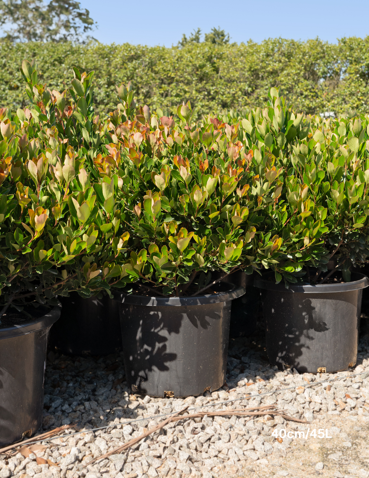 Rhaphiolepis ‘Little Bliss’ – Little Bliss Indian Hawthorn