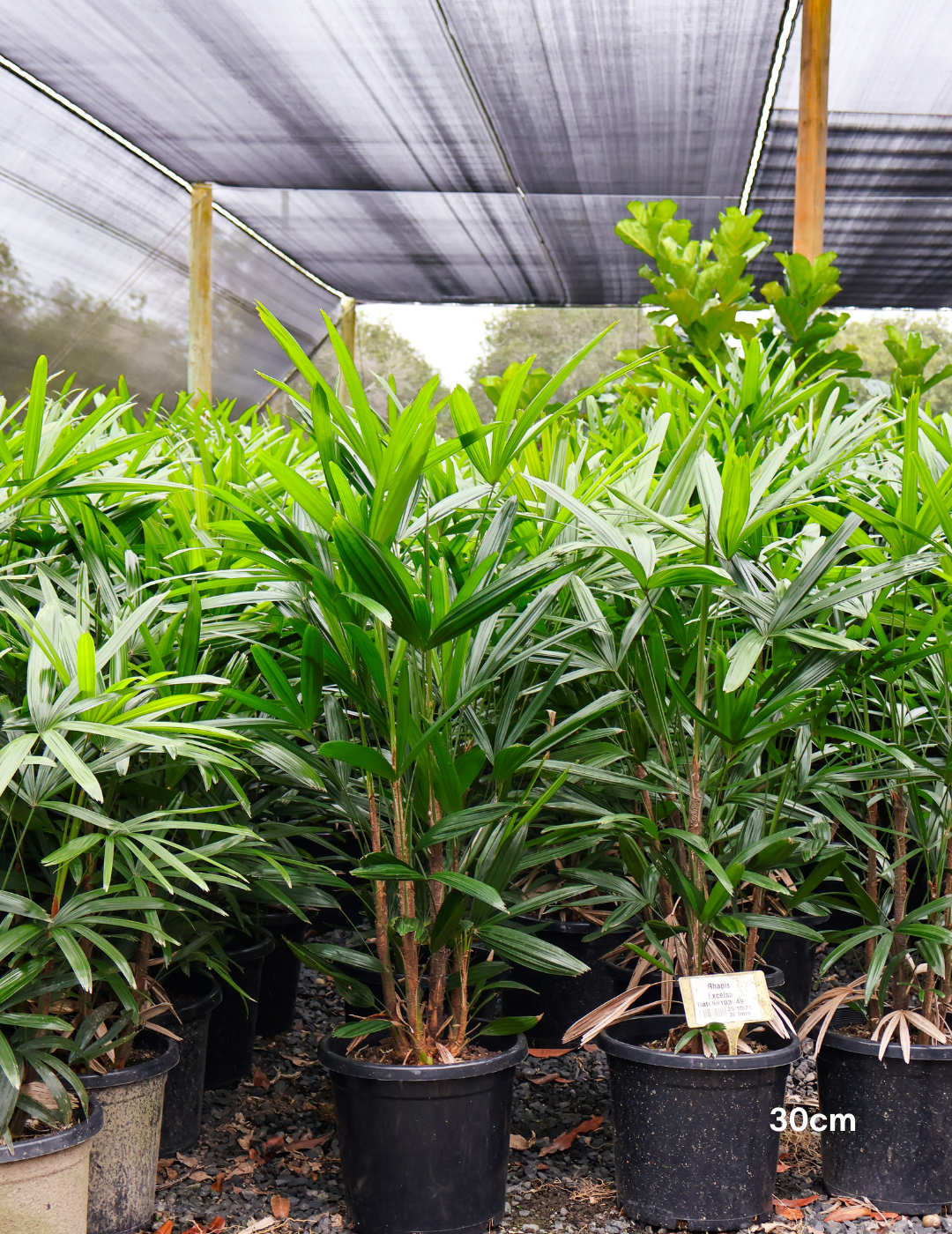Rhapis excelsa – Lady Palm - Evergreen Trees Direct