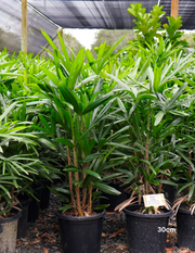 Rhapis excelsa – Lady Palm - Evergreen Trees Direct