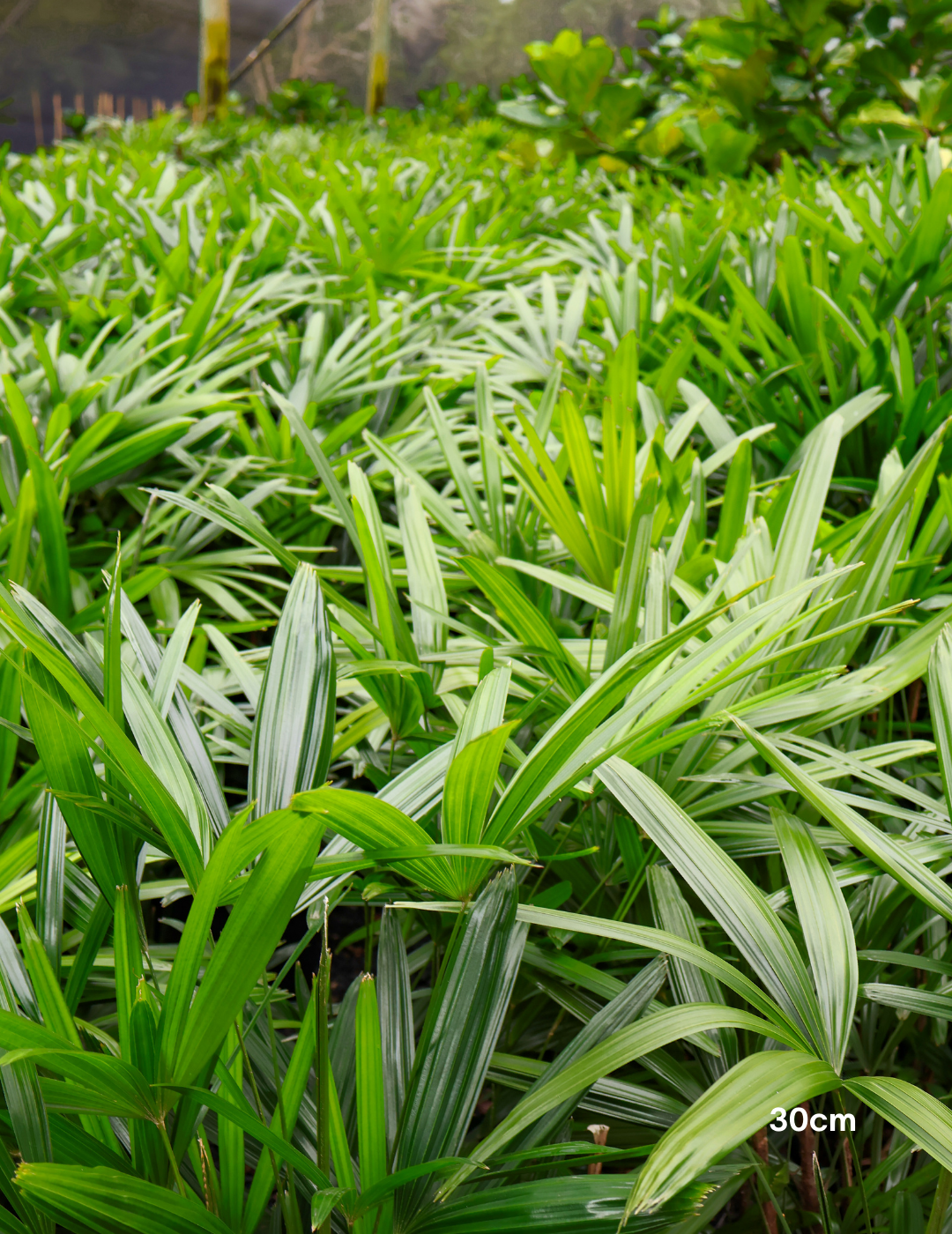 Rhapis excelsa – Lady Palm - Evergreen Trees Direct