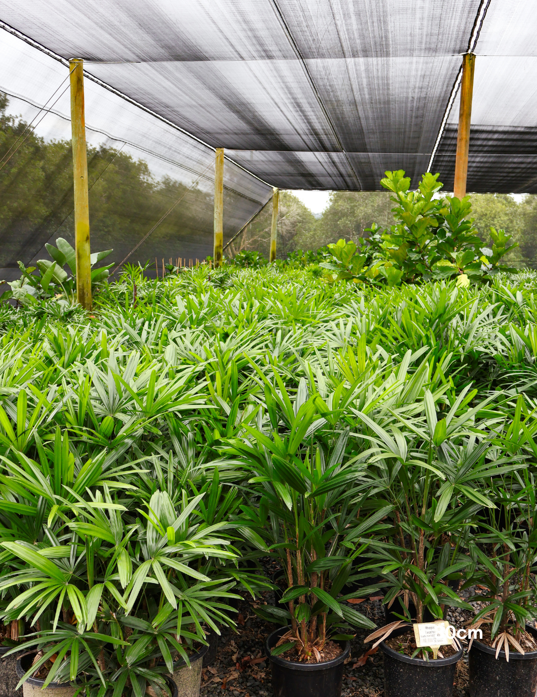 Rhapis excelsa – Lady Palm - Evergreen Trees Direct