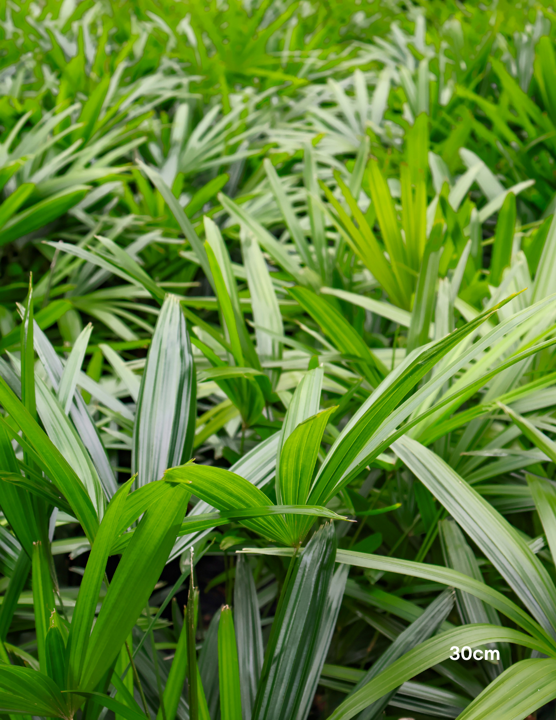 Rhapis excelsa – Lady Palm - Evergreen Trees Direct