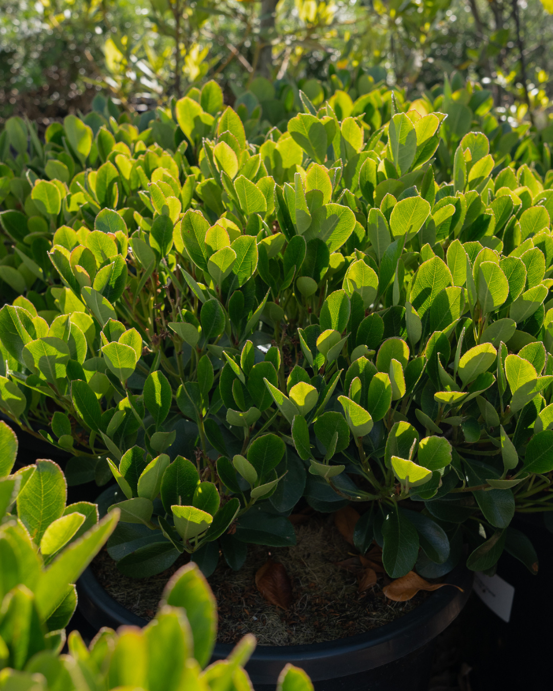 Evergreen Trees Direct