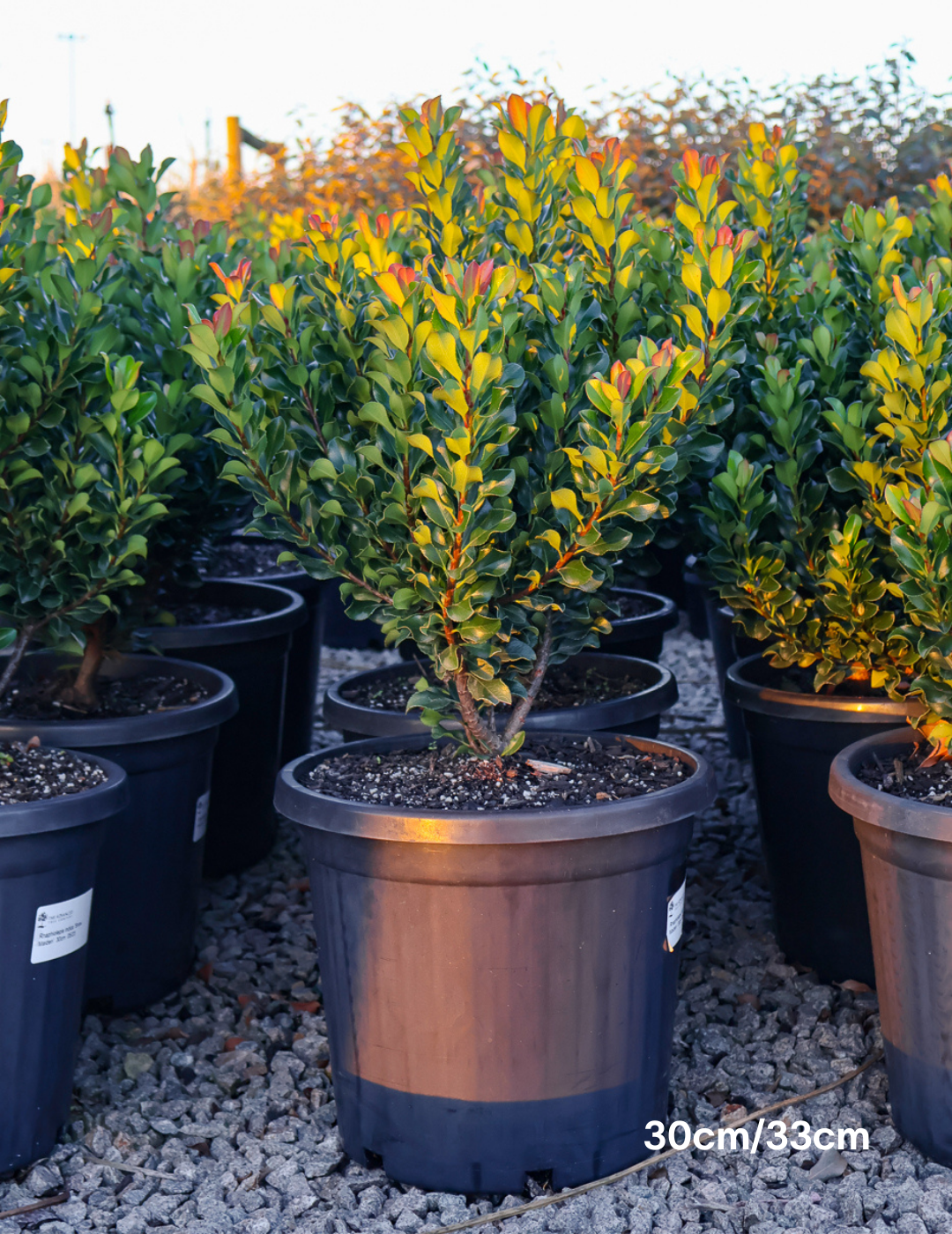 Rhaphiolepis indica 'Snow Maiden' - Evergreen Trees Direct