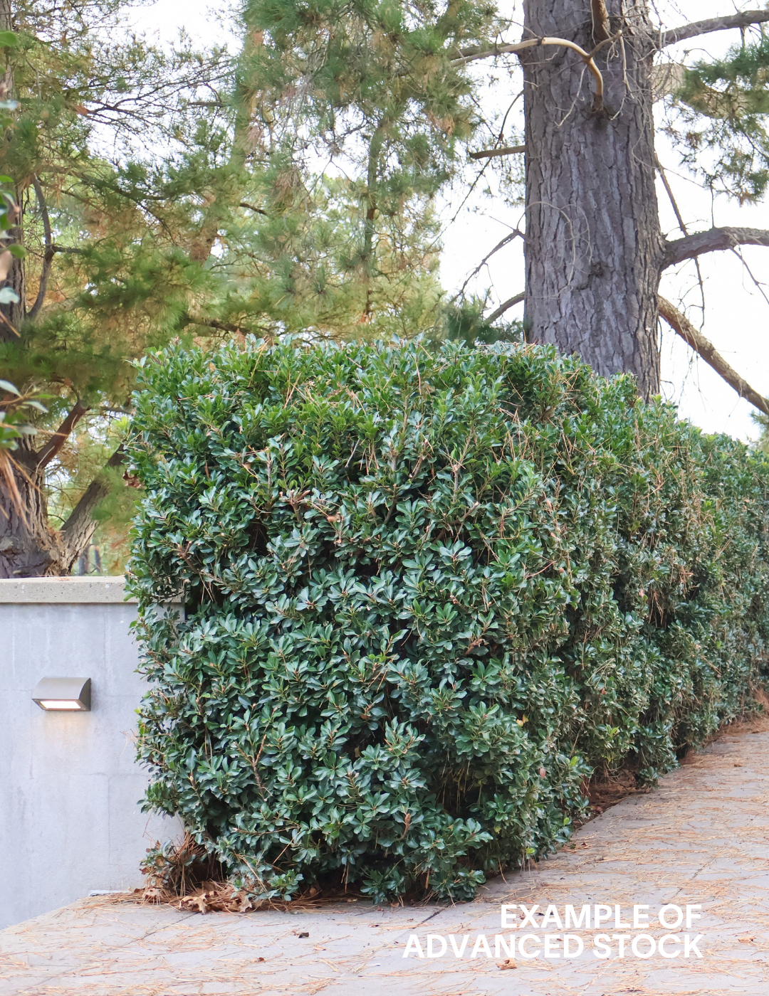 Rhaphiolepis indica 'Snow Maiden' - Evergreen Trees Direct