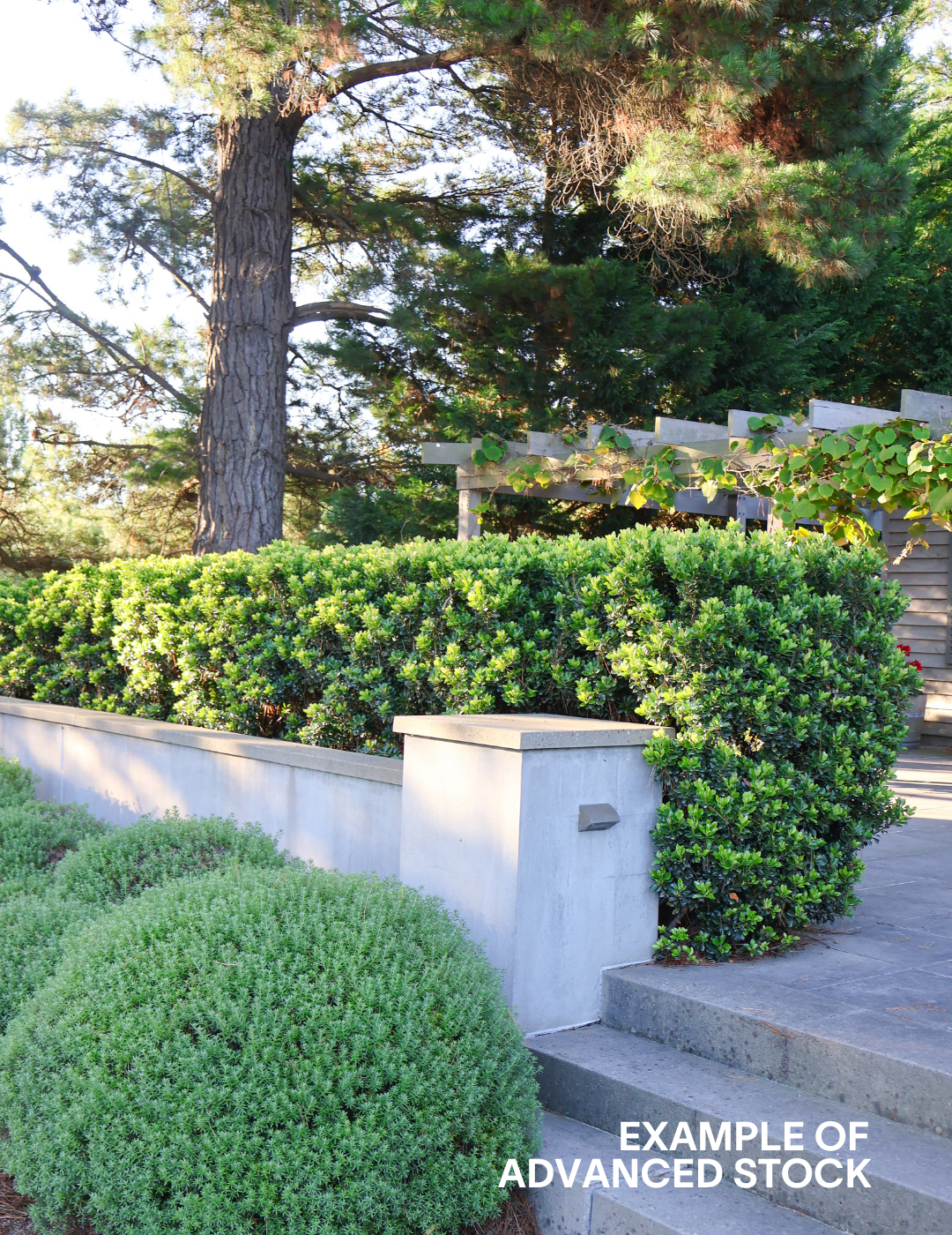 Rhaphiolepis indica 'Snow Maiden' - Evergreen Trees Direct