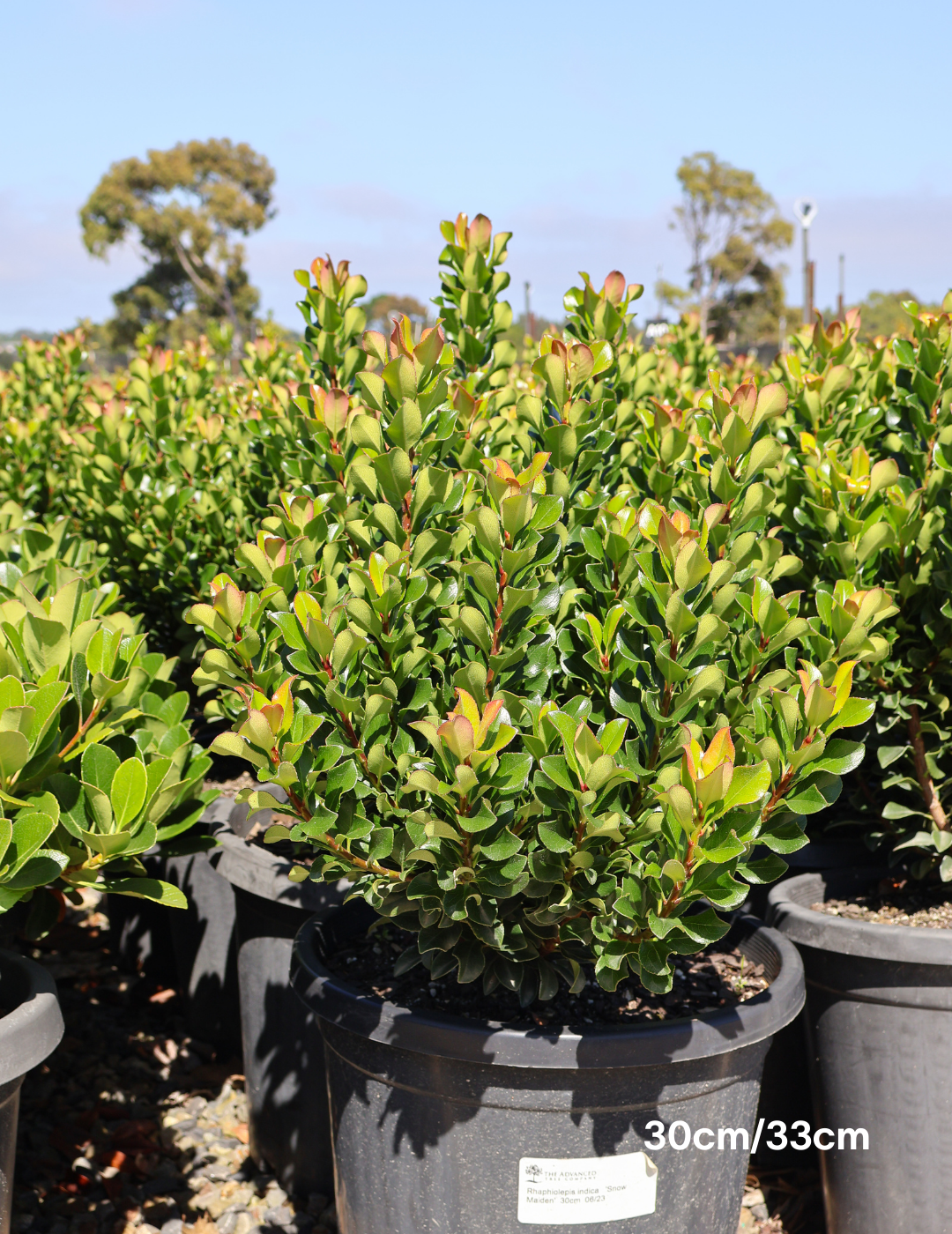 Rhaphiolepis indica 'Snow Maiden' - Evergreen Trees Direct