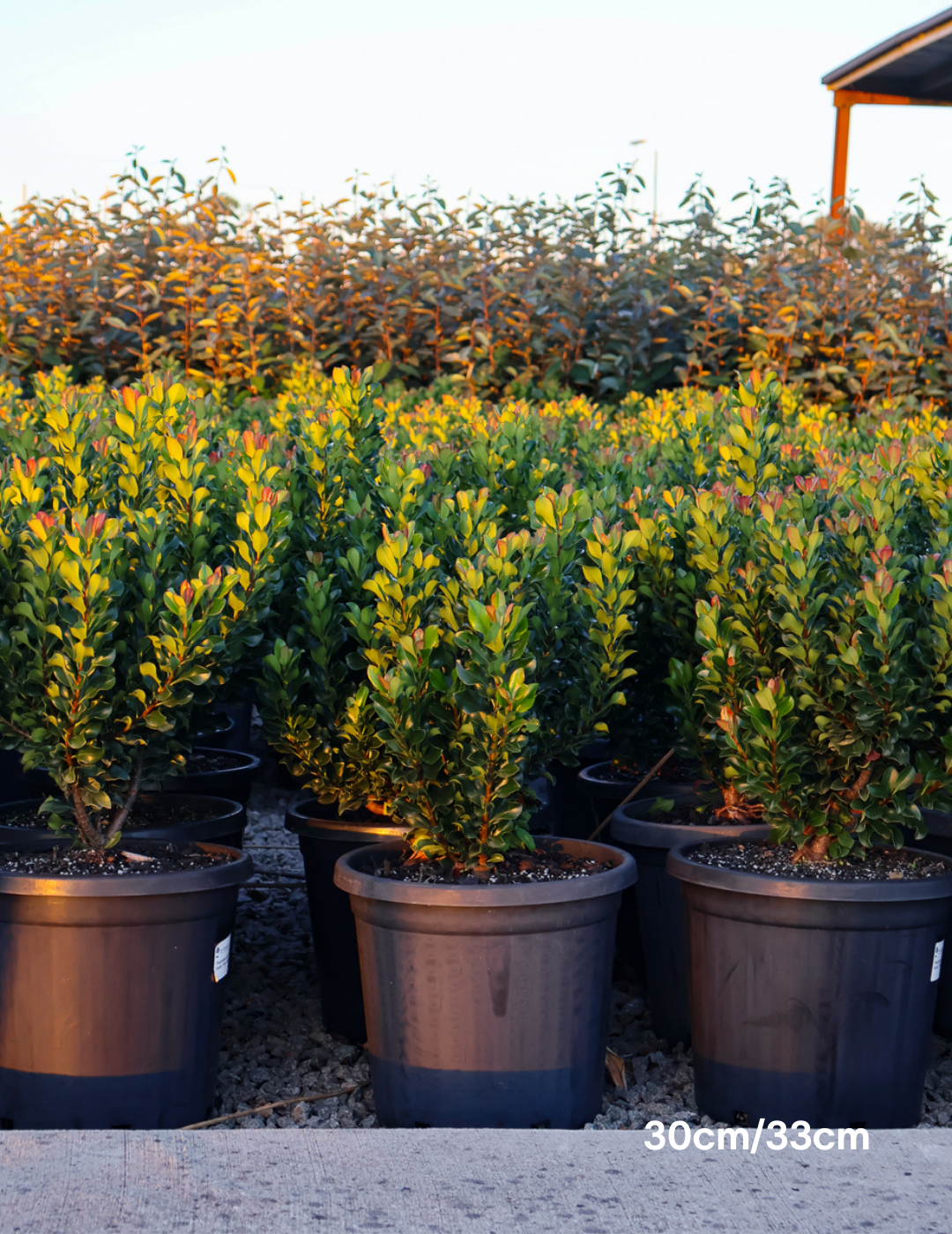 Rhaphiolepis indica 'Snow Maiden' - Evergreen Trees Direct