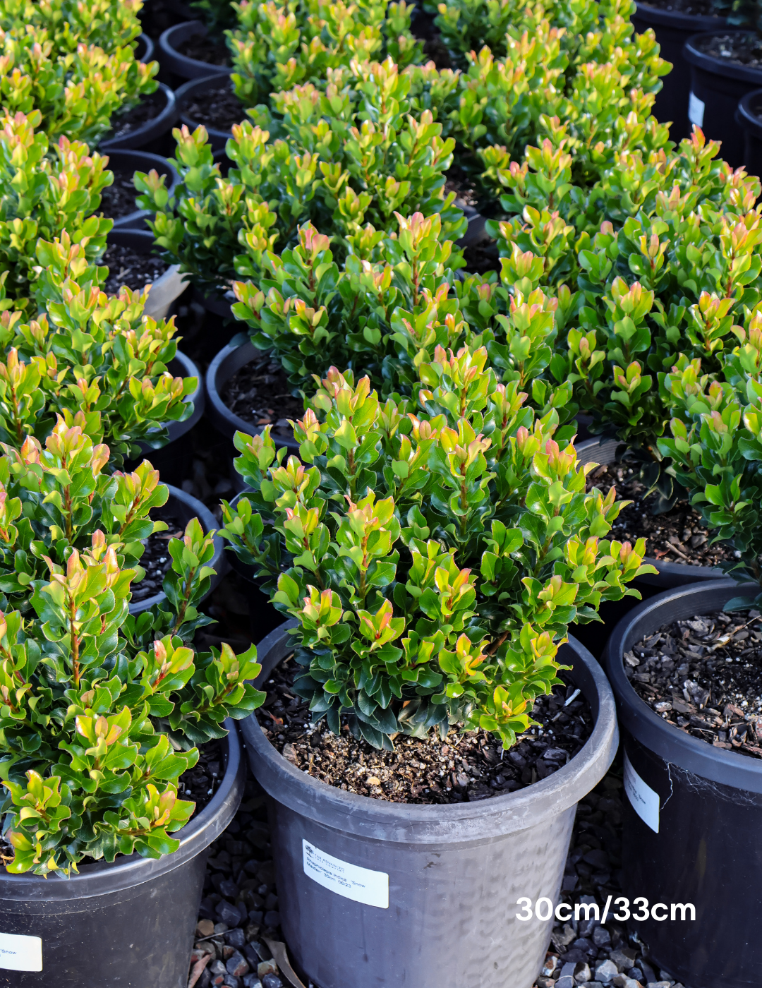 Rhaphiolepis indica 'Snow Maiden' - Evergreen Trees Direct