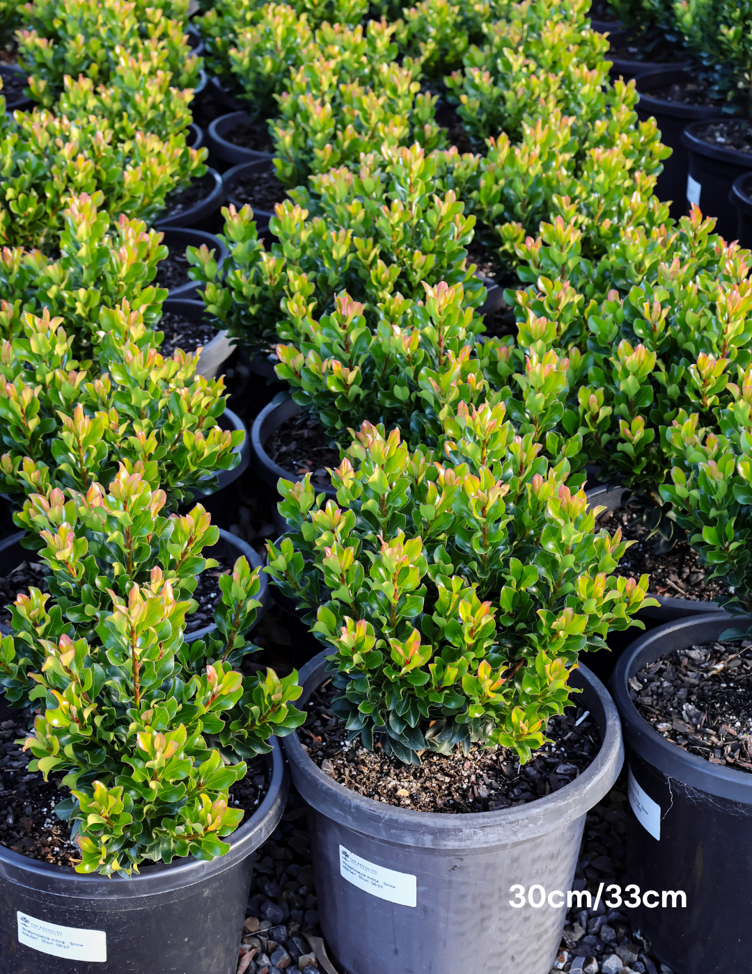 Rhaphiolepis indica 'Snow Maiden' - Evergreen Trees Direct