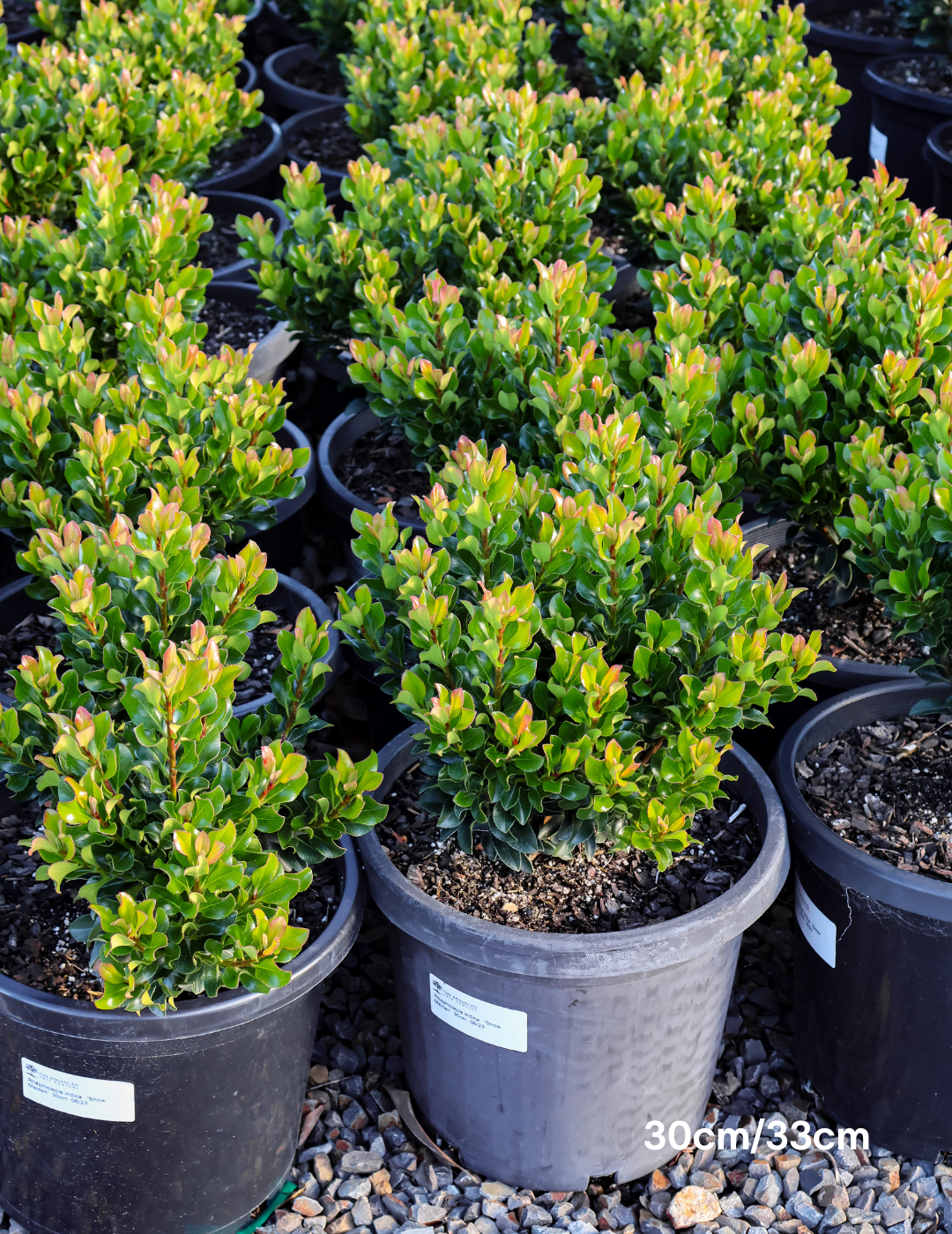 Rhaphiolepis indica 'Snow Maiden' - Evergreen Trees Direct