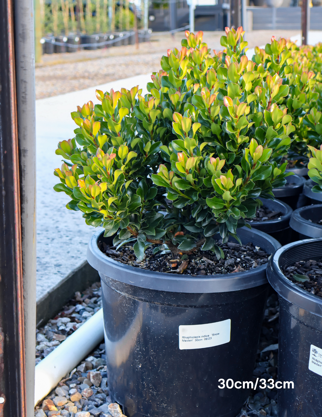 Rhaphiolepis indica 'Snow Maiden' - Evergreen Trees Direct