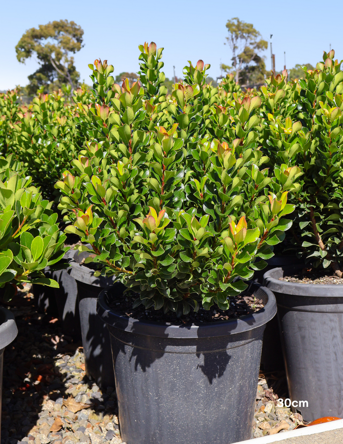 Rhaphiolepis indica 'Snow Maiden' - Evergreen Trees Direct
