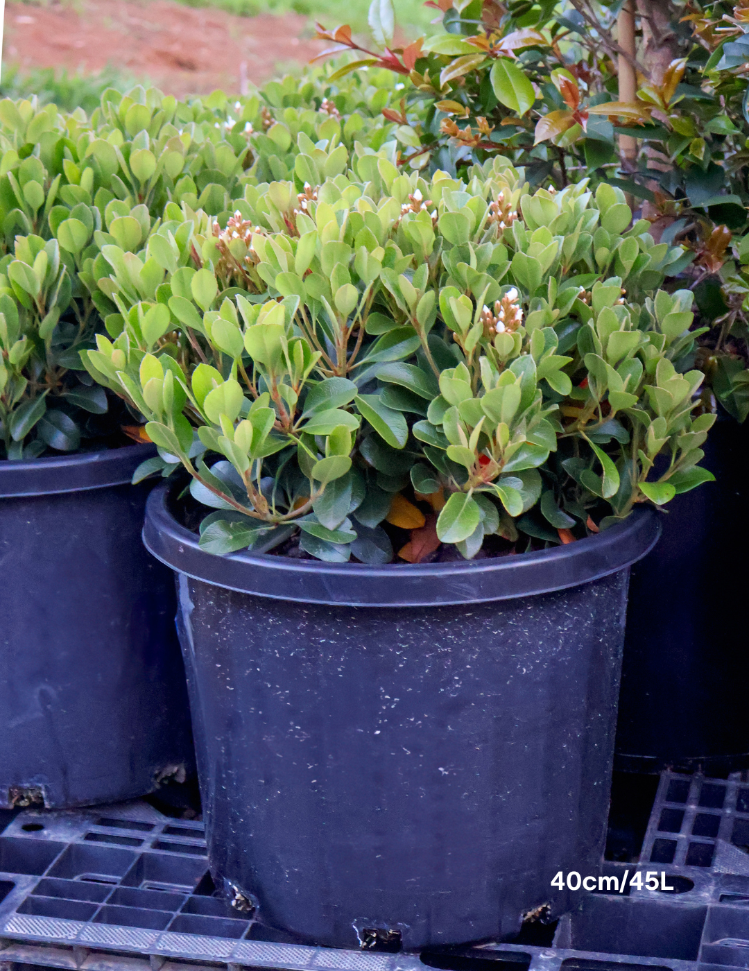 Rhaphiolepis indica 'Oriental Pearl' - Evergreen Trees Direct