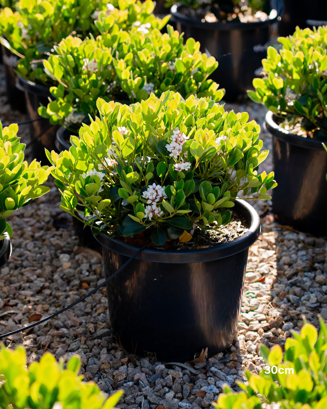 Rhaphiolepis indica 'Oriental Pearl'