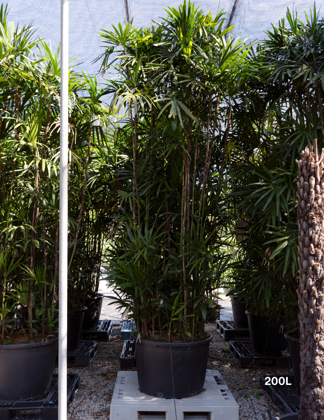 Rhapis excelsa – Lady Palm - Evergreen Trees Direct
