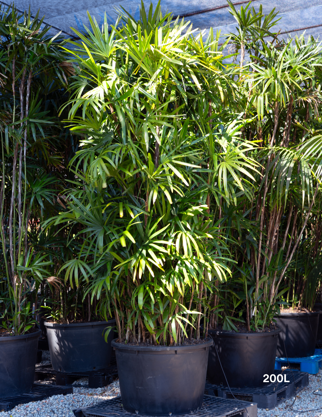 Rhapis excelsa – Lady Palm - Evergreen Trees Direct