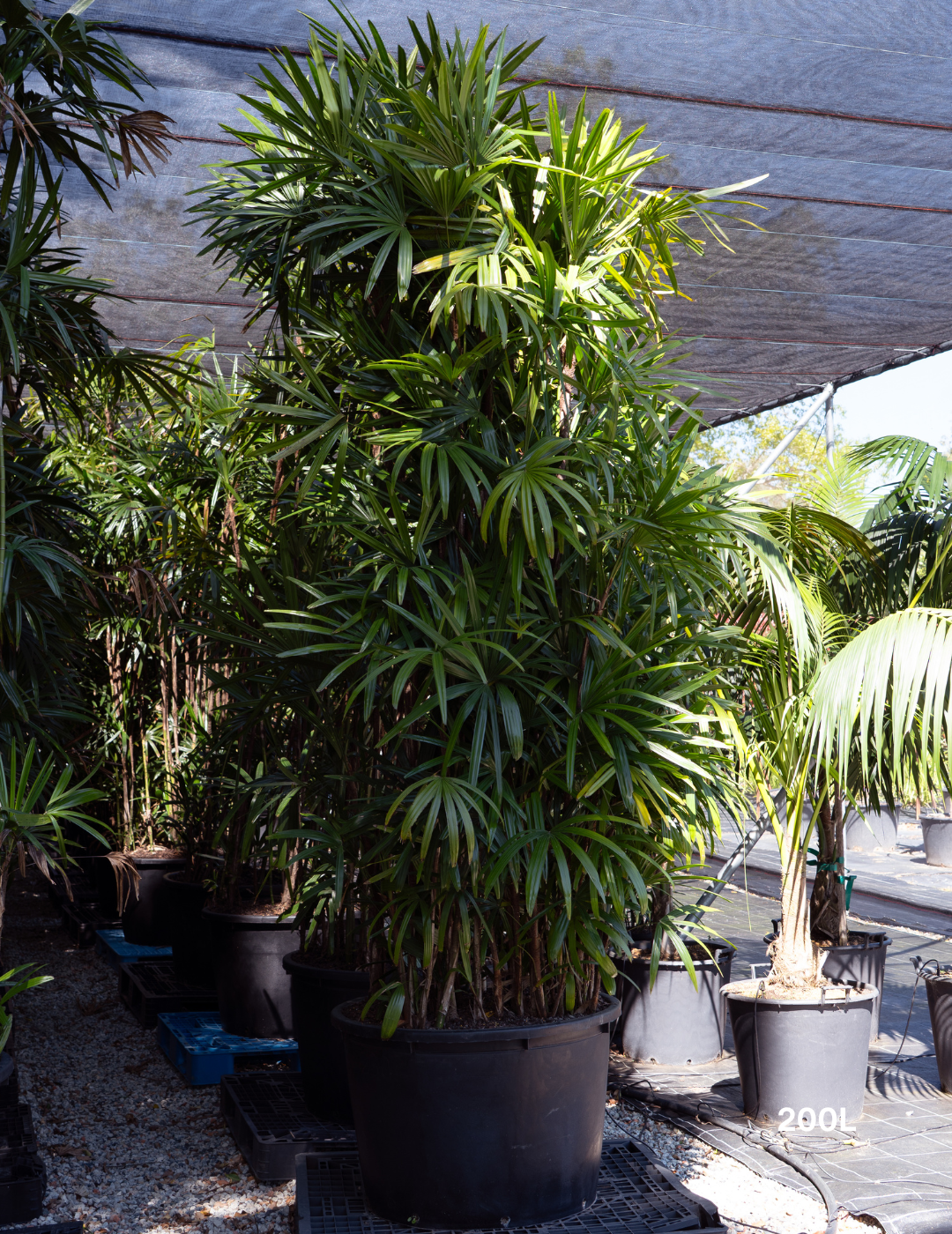 Rhapis excelsa – Lady Palm - Evergreen Trees Direct
