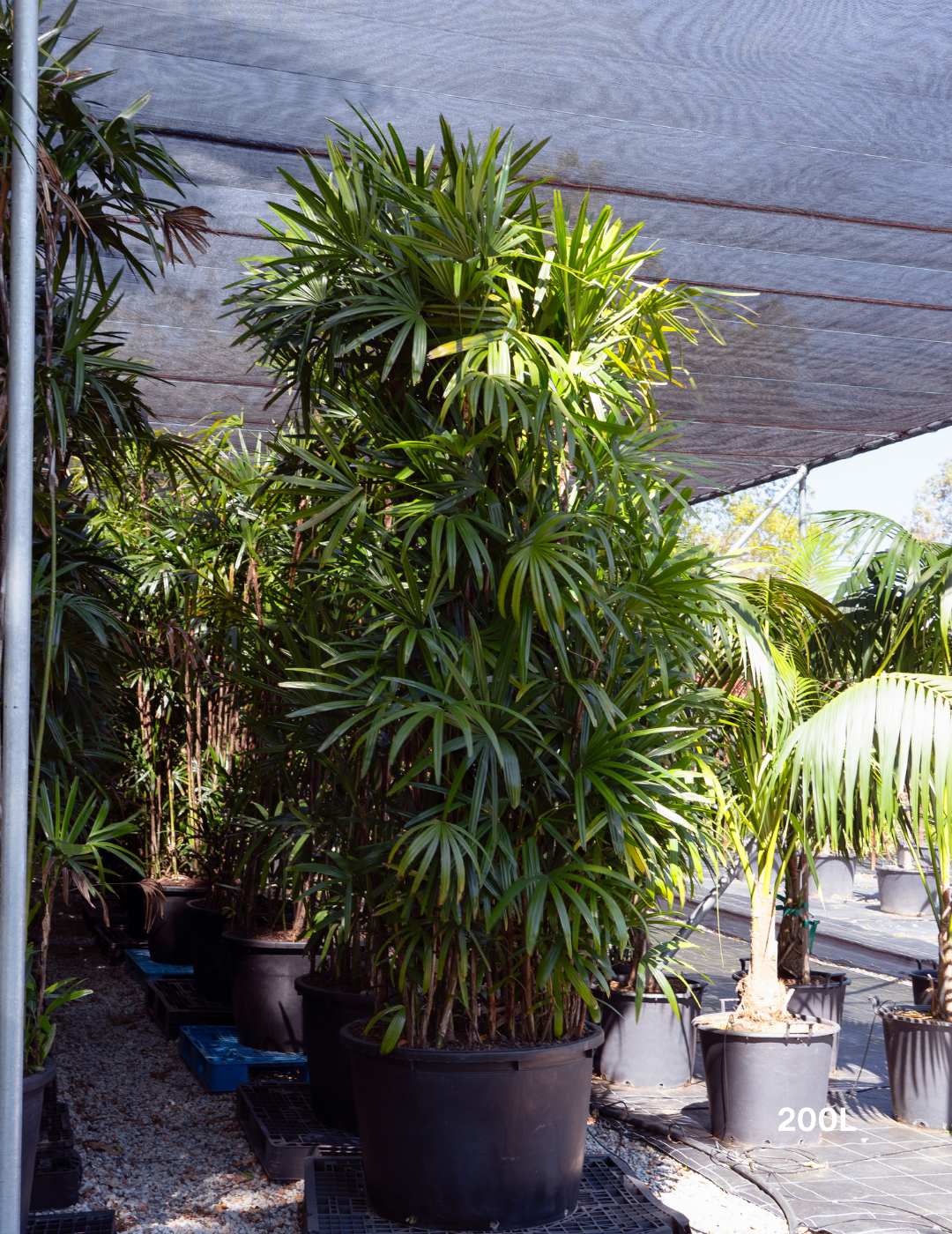 Rhapis excelsa – Lady Palm - Evergreen Trees Direct