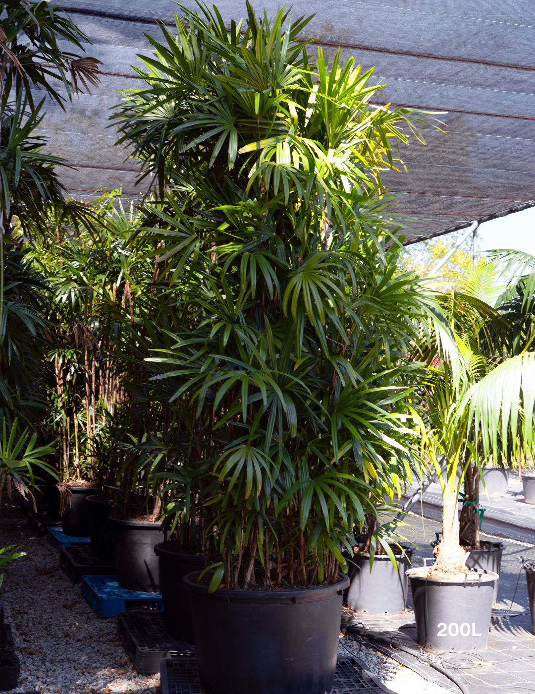 Rhapis excelsa – Lady Palm - Evergreen Trees Direct