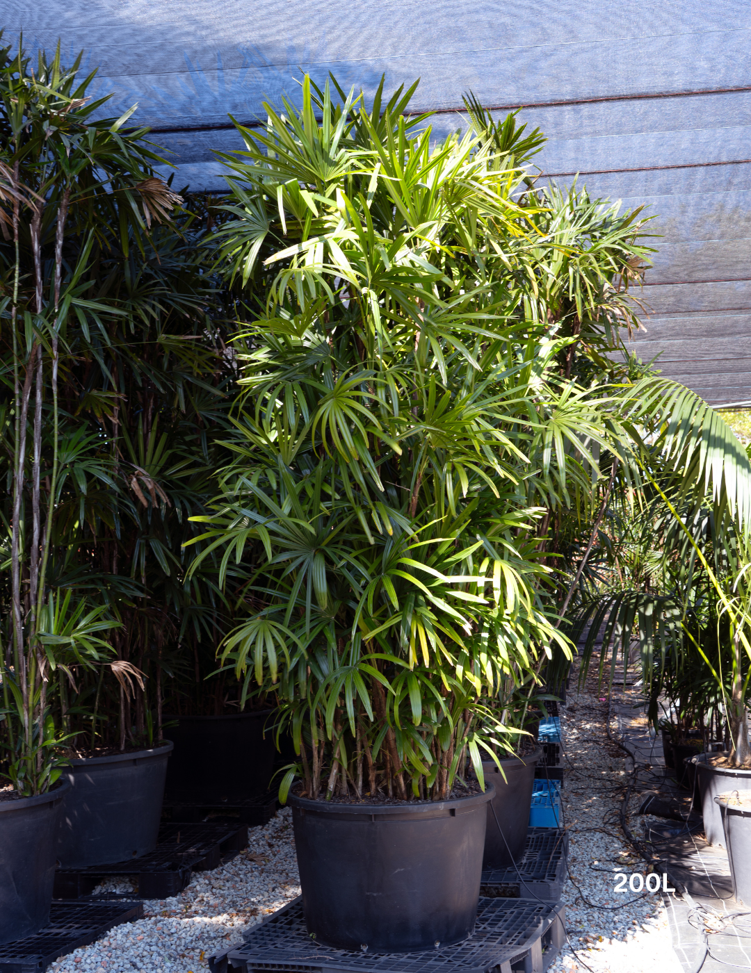 Rhapis excelsa – Lady Palm - Evergreen Trees Direct
