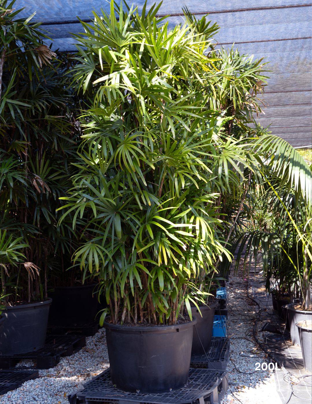 Rhapis excelsa – Lady Palm - Evergreen Trees Direct
