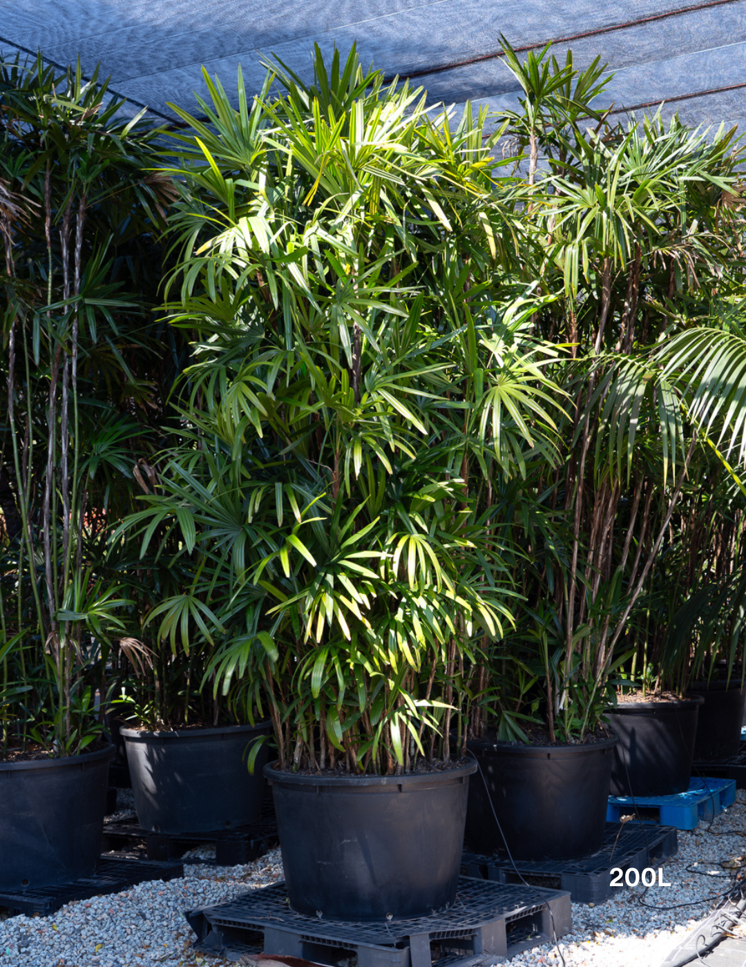 Rhapis excelsa – Lady Palm - Evergreen Trees Direct