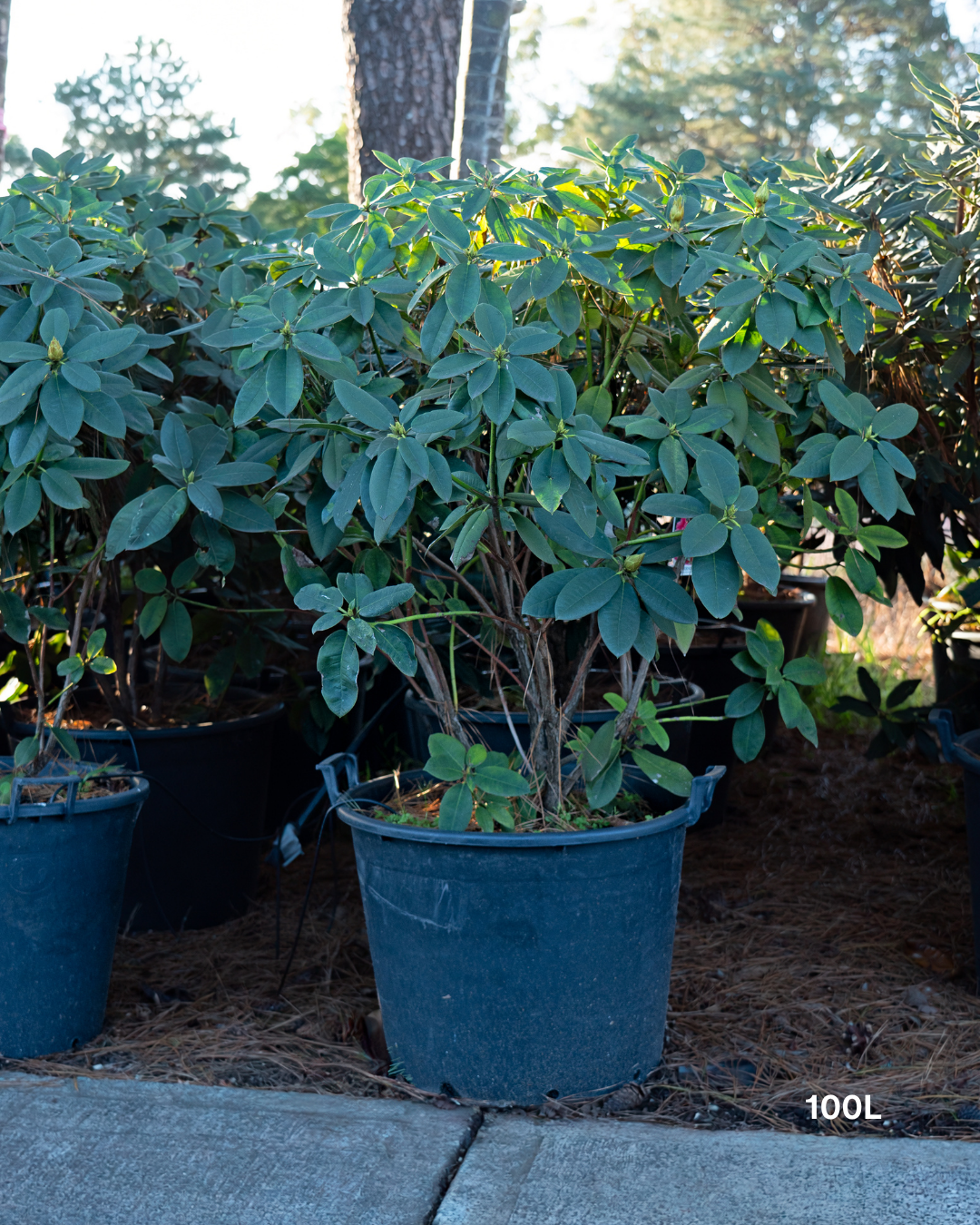 Rhododendron spp. – Rhododendron