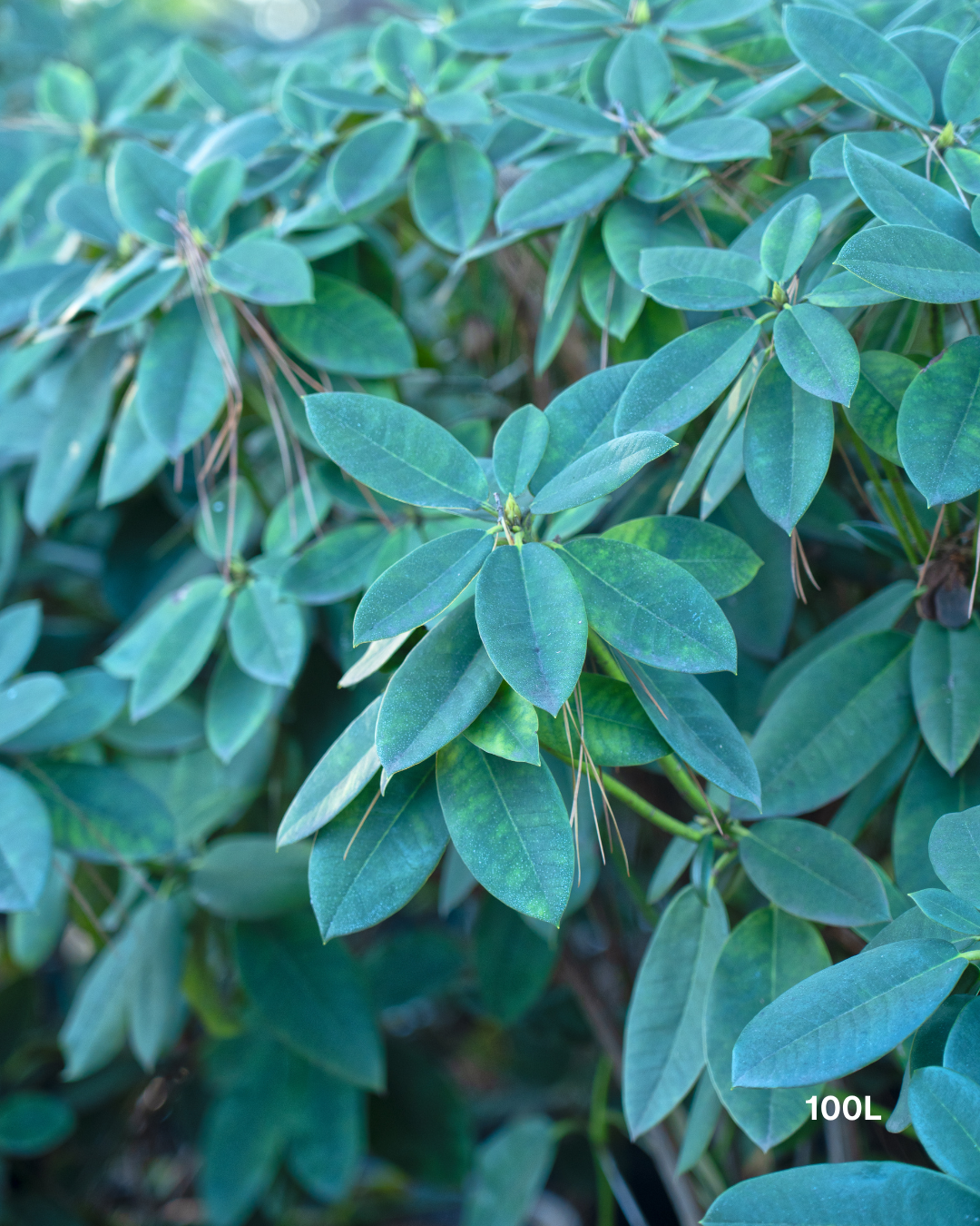 Rhododendron spp. – Rhododendron