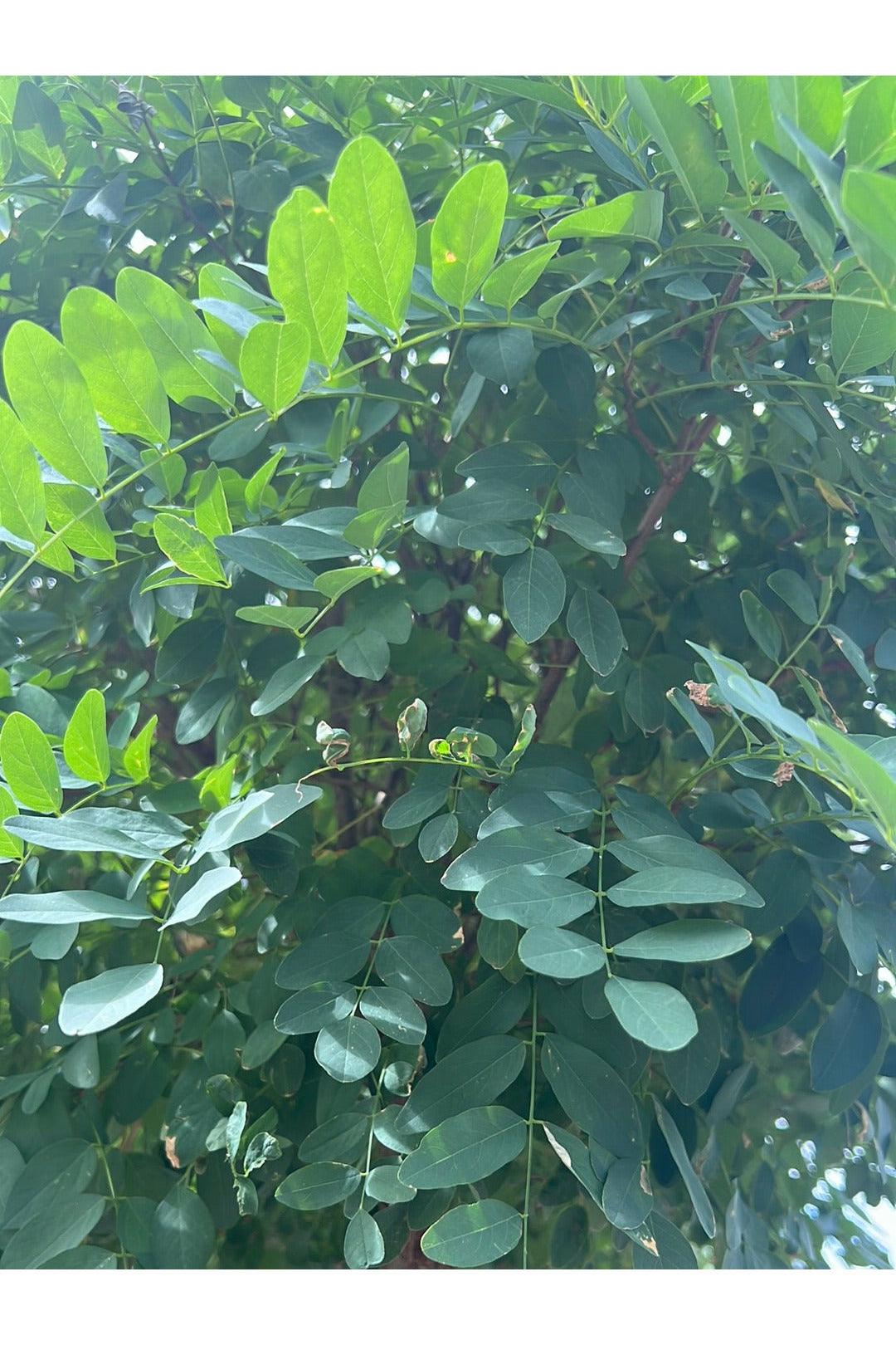 Robinia pseudoacacia 'Umbraculifera'