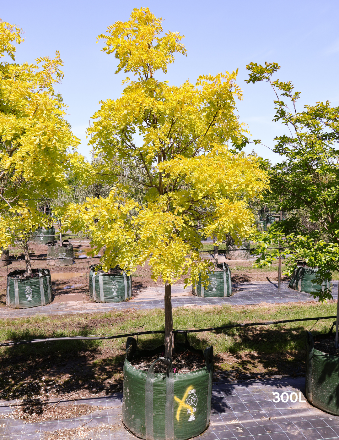 Robinia pseudoacacia 'Frisia' - Evergreen Trees Direct