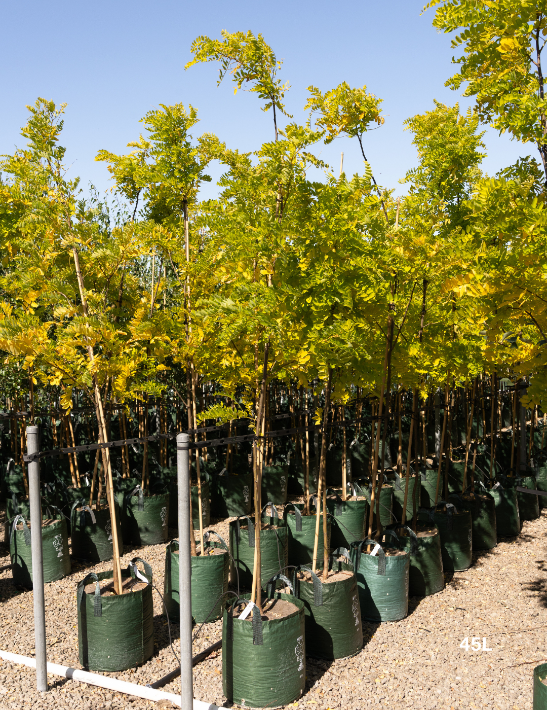 Robinia pseudoacacia ‘Frisia’ – Golden Robinia Tree - Evergreen Trees Direct