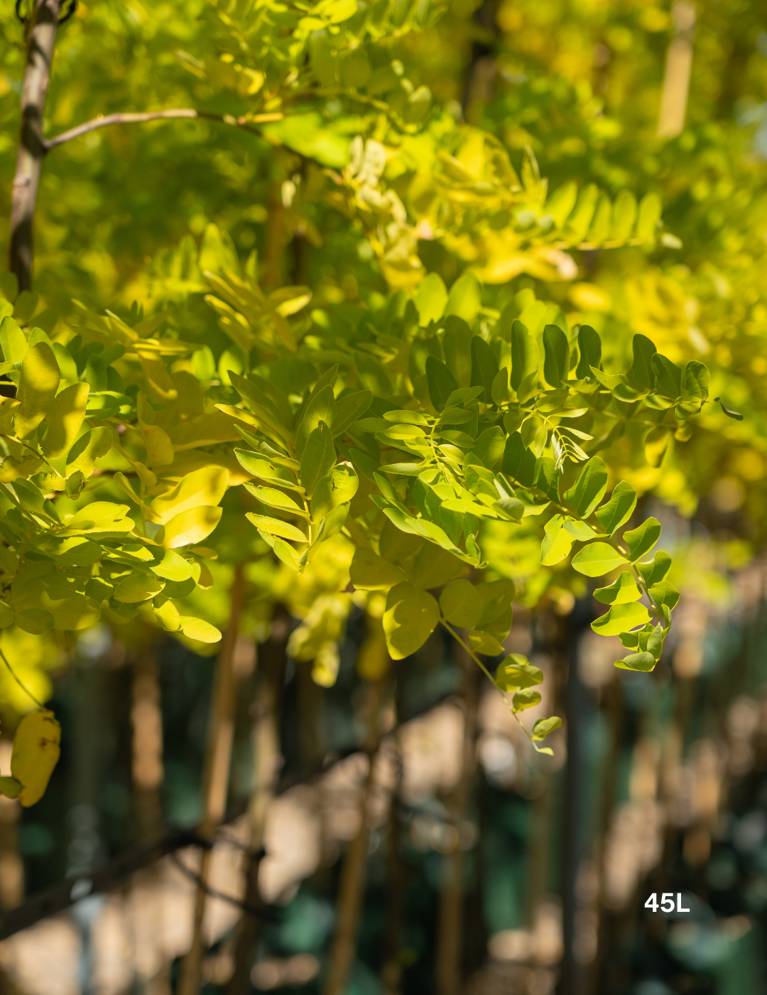 Robinia pseudoacacia ‘Frisia’ – Golden Robinia Tree - Evergreen Trees Direct
