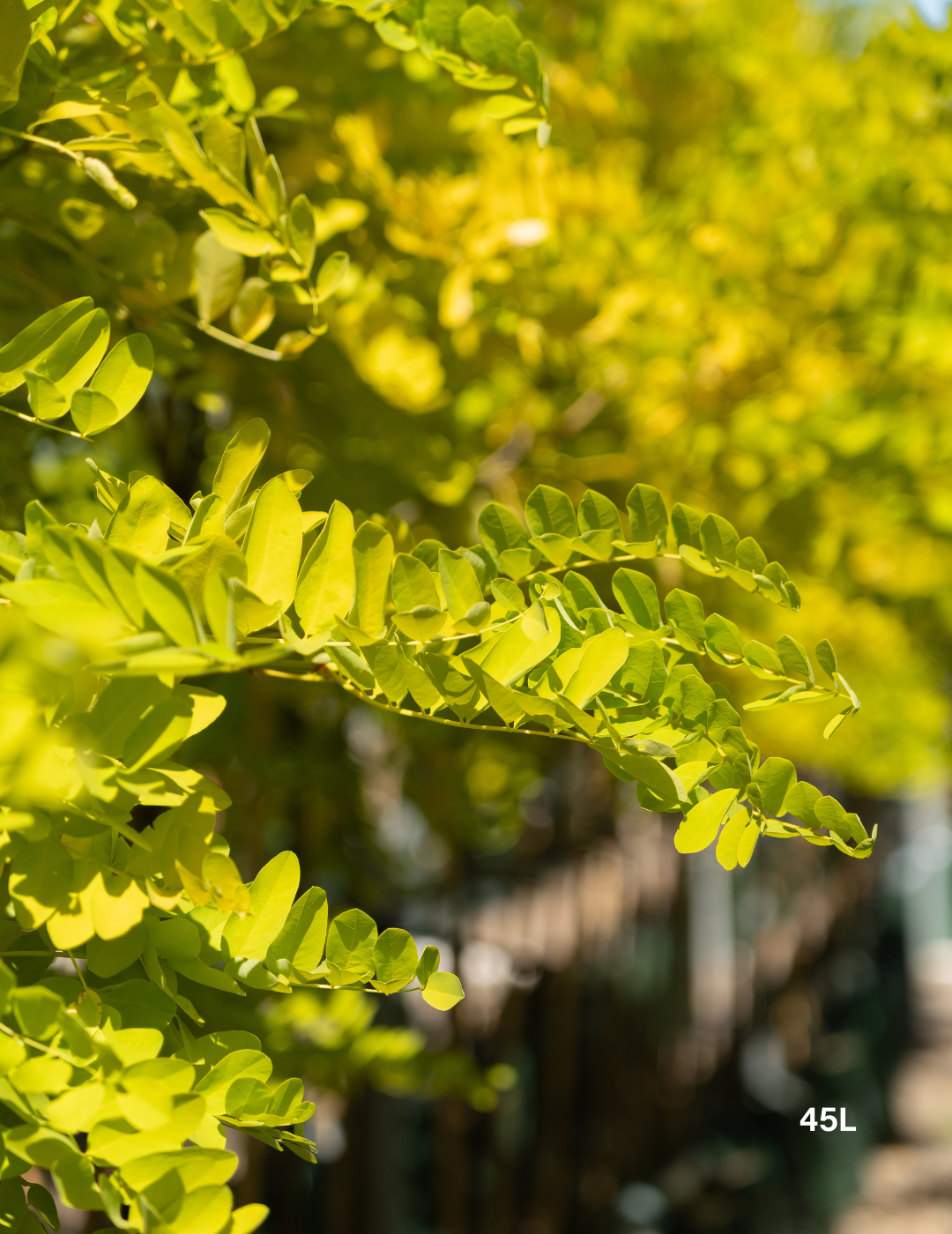 Robinia pseudoacacia ‘Frisia’ – Golden Robinia Tree - Evergreen Trees Direct