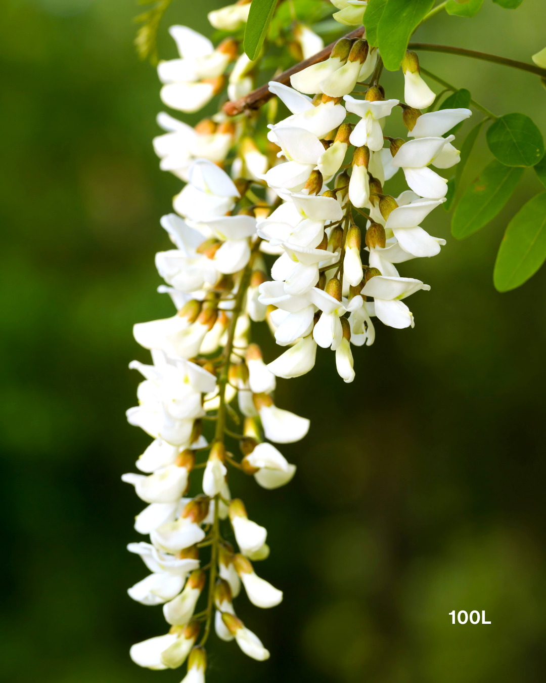Robinia pseudoacacia ‘Frisia’ – Golden Robinia Tree