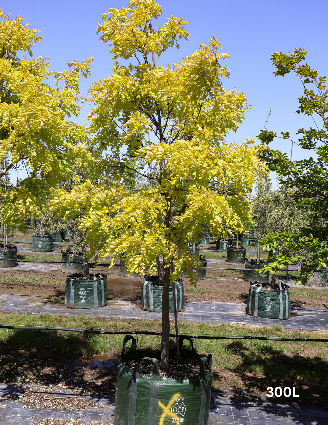 Robinia pseudoacacia 'Frisia' - Evergreen Trees Direct