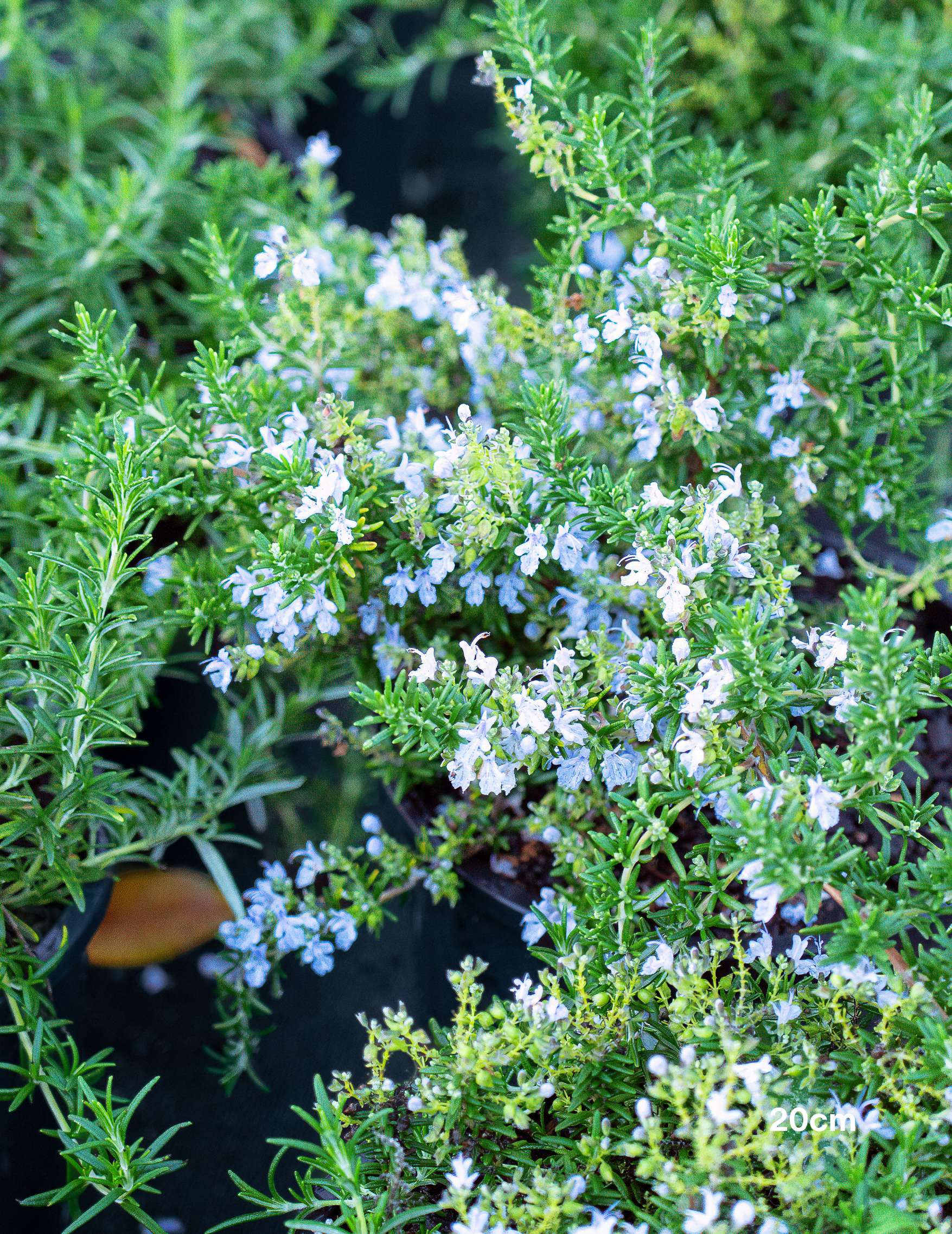 Rosmarinus officinalis – Rosemary