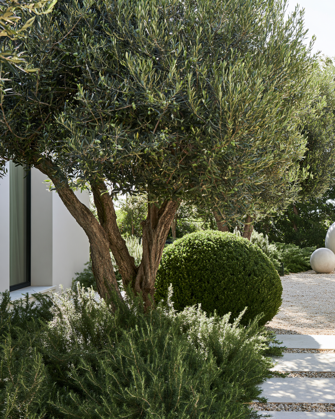 Westringia fruticosa 'Zena' – Compact Coastal Rosemary