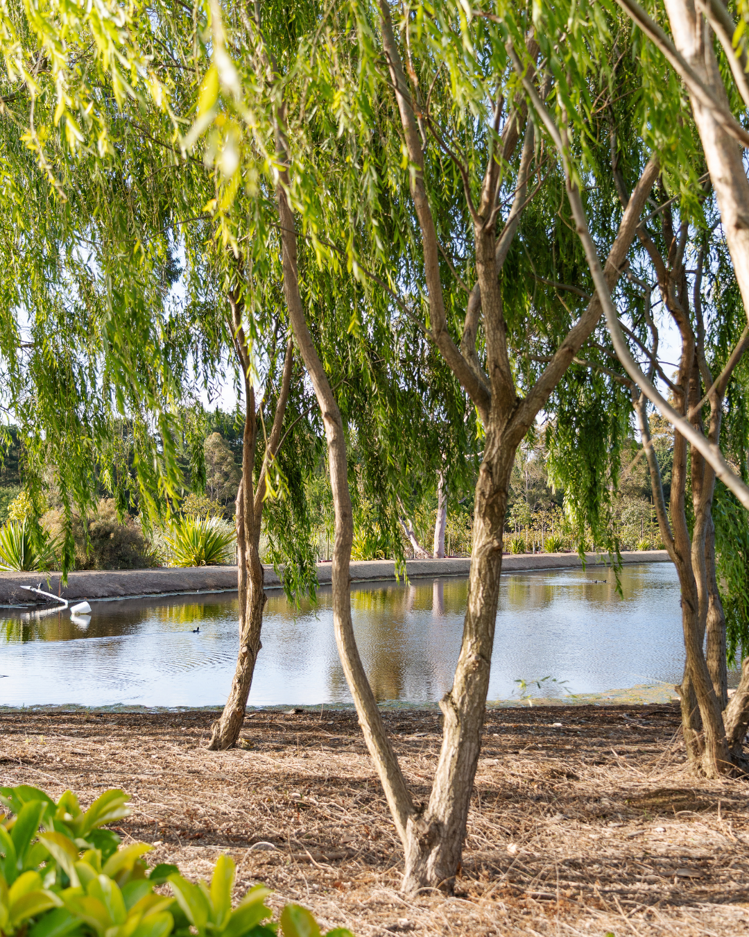 Salix babylonica - Weeping Willow