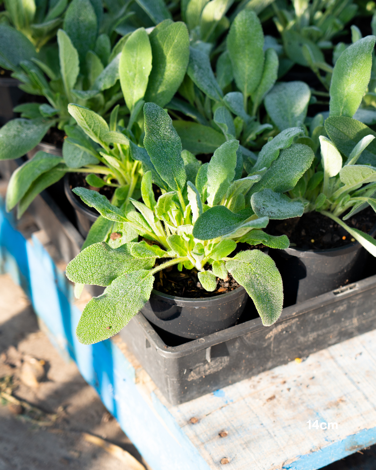 Stachys byzantina Lamb's Ears