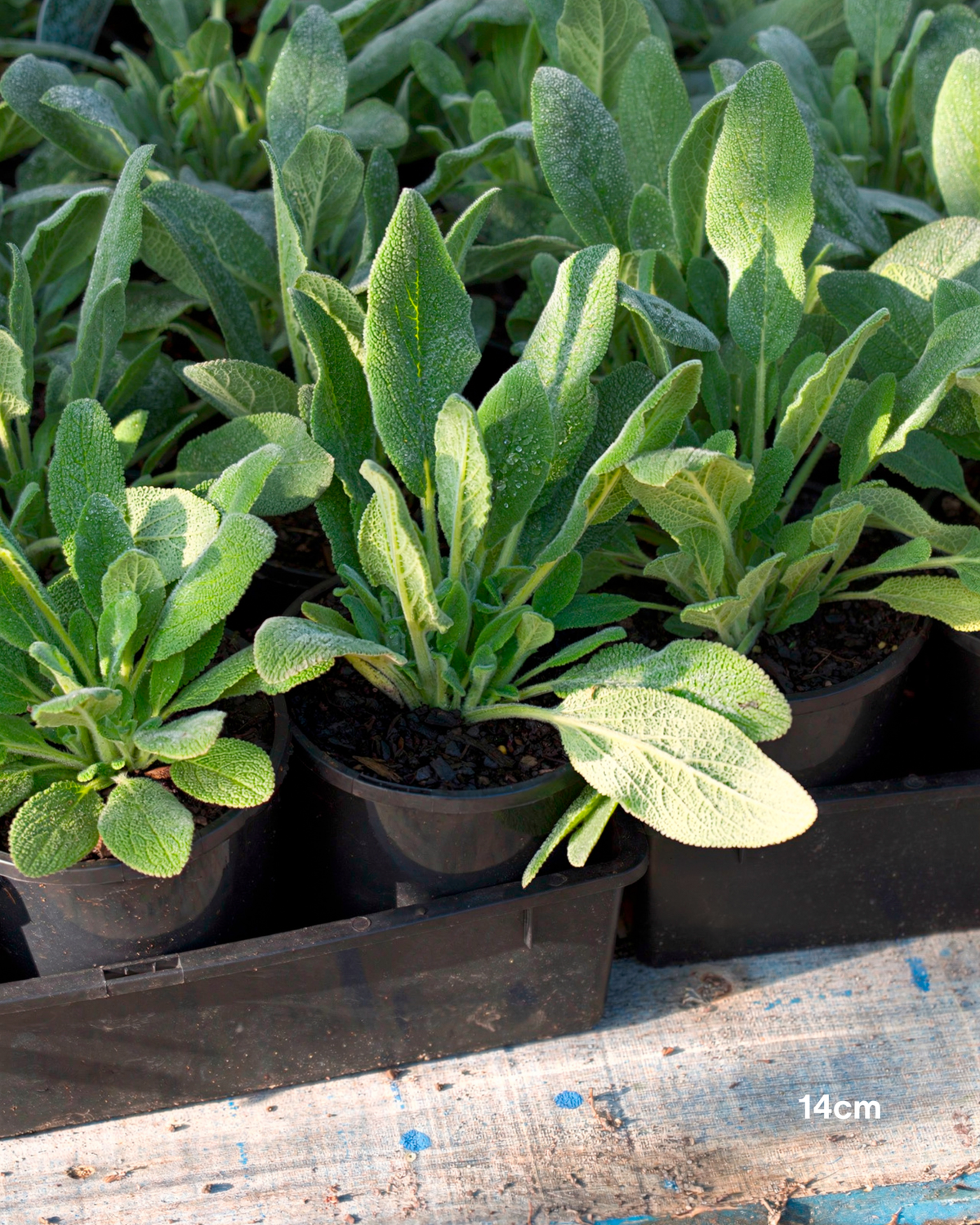 Stachys byzantina Lamb's Ears