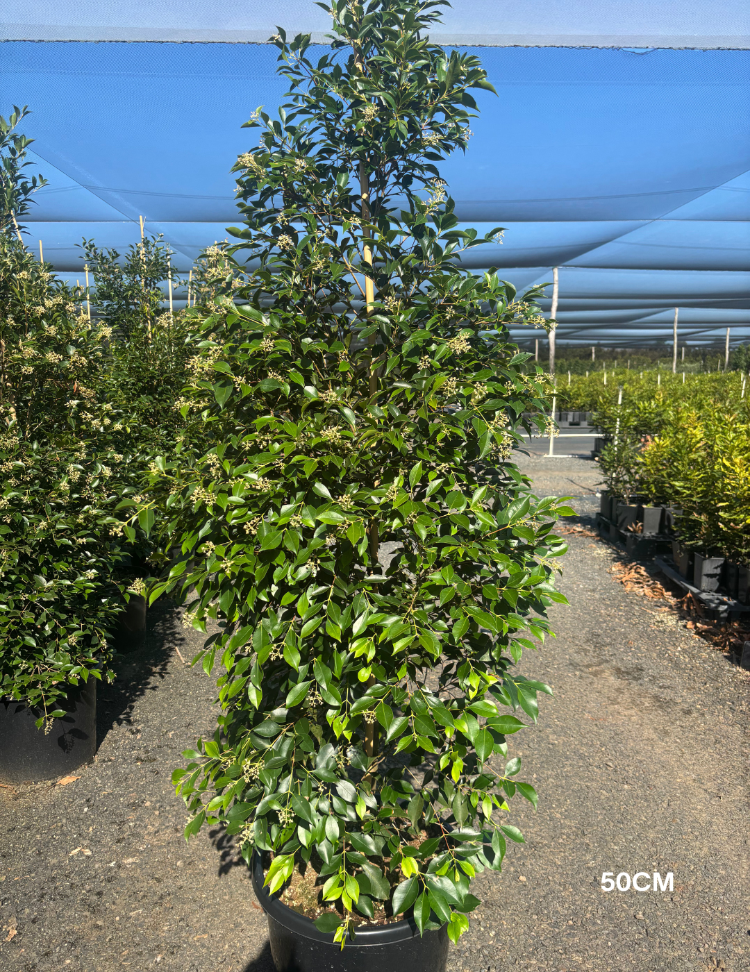 Acmena smithii 'Sublime' - Lilly Pilly - Evergreen Trees Direct