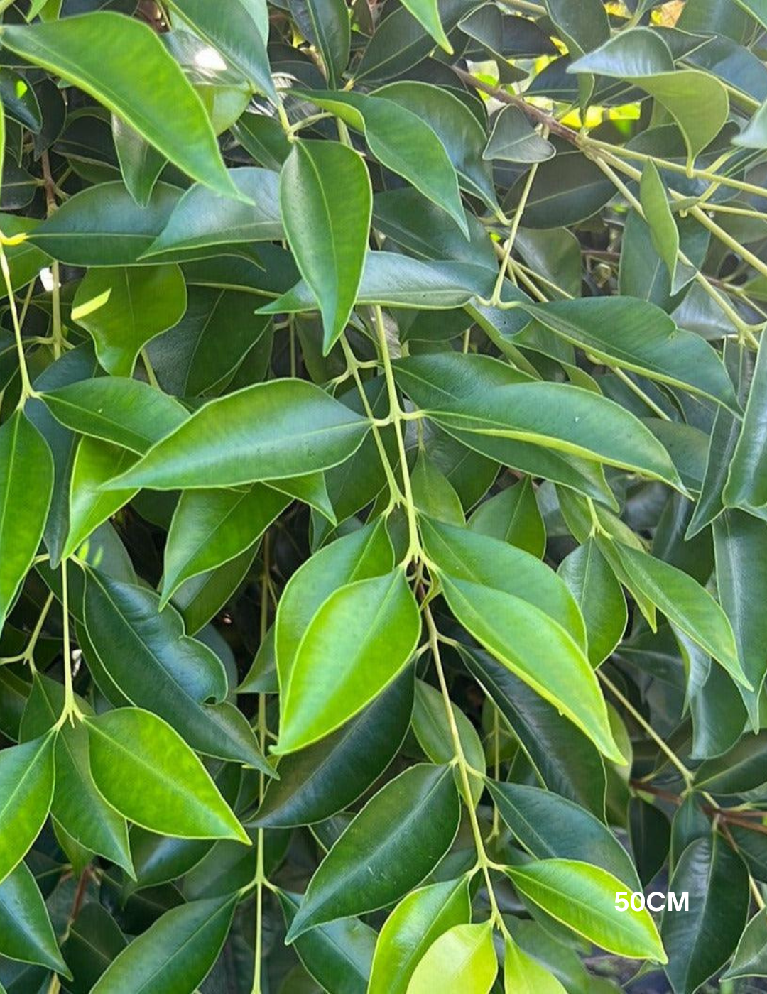 Acmena smithii 'Sublime' - Lilly Pilly - Evergreen Trees Direct