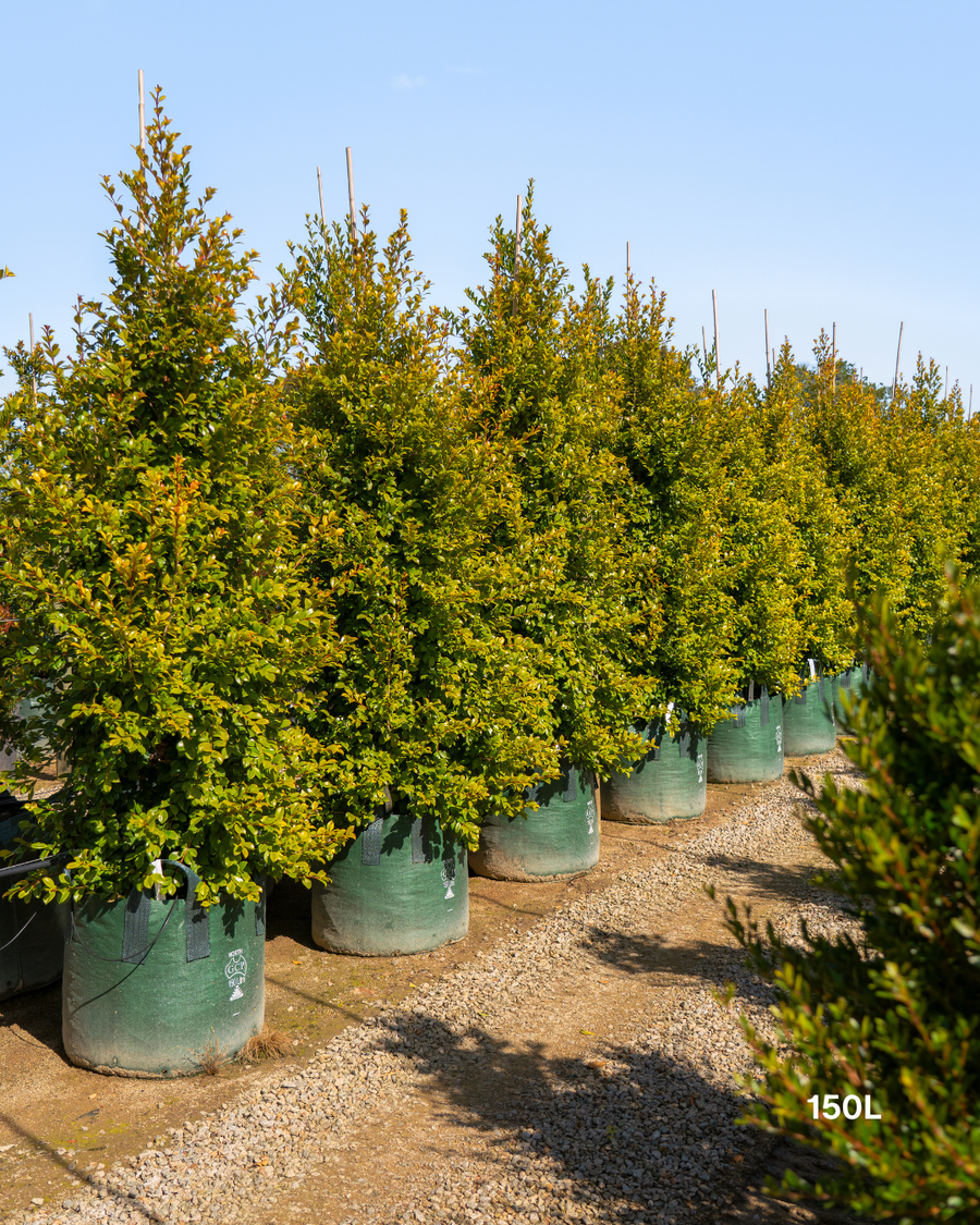 Syzygium paniculatum 'Backyard Bliss' Lilly Pilly