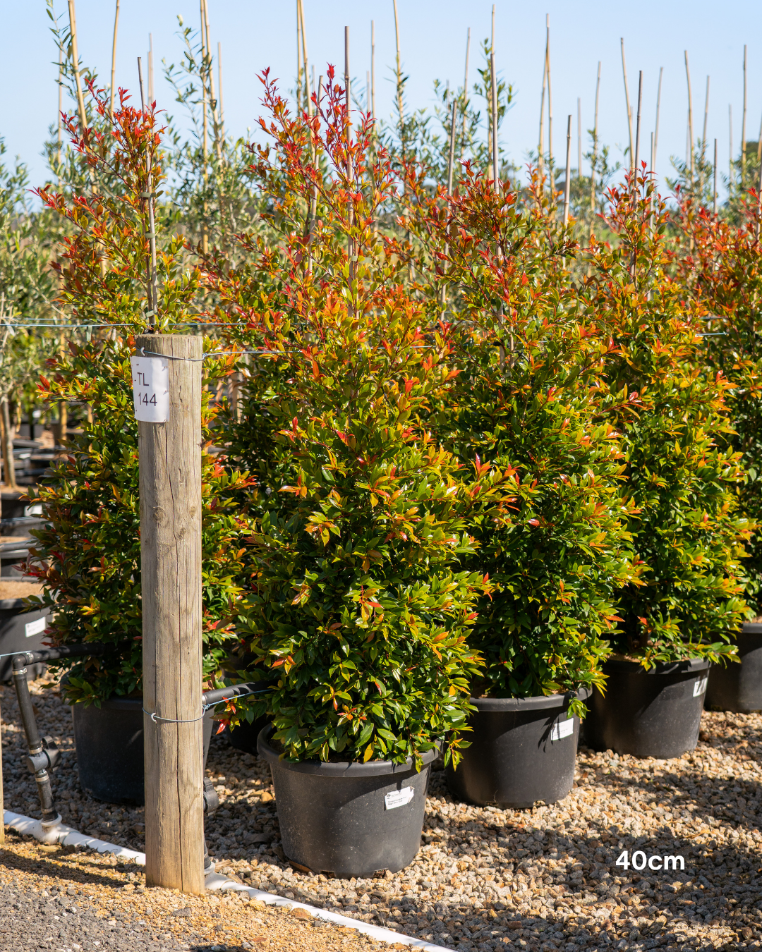 Syzygium australe ‘Plum Magic’ – Plum Magic Lilly Pilly